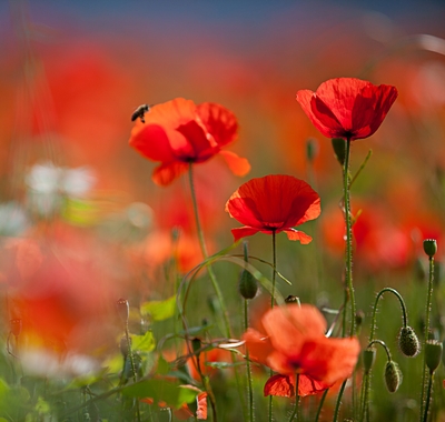 A close-up shot in a field of red poppies and poppy pods. A bee balances gingerly on the petal of one of them.