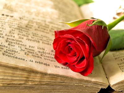 Close up of a red rose lying across an open page of an old book with German text.