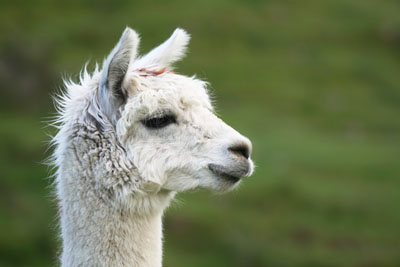 Close-up profile of a white llama’s head, outdoors.