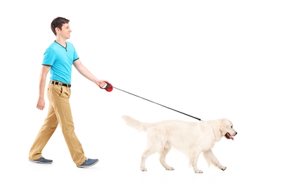 man walking Labrador dog