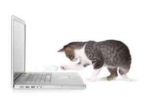 kitten_laptop