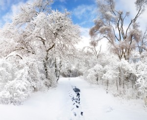 Path through snowy trees